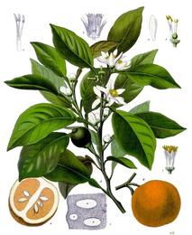 Bitter orange, Citrus × aurantium. Botanical plate: Citrus aurantium - Köhler–s Medizinal-Pflanzen-042