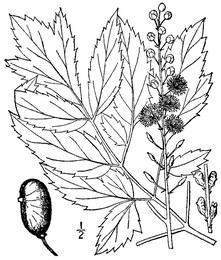 Black cohosh, Actaea racemosa. Botanical plate: Actaea racemosa racemosa drawing