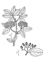 Black haw, Viburnum prunifolium. Botanical plate: Viburnum prunifolium illustration 001
