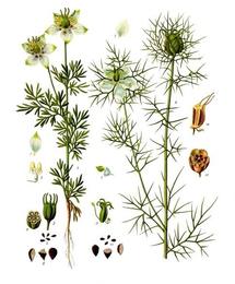 Black seed, Nigella sativa. Botanical plate: Nigella sativa - Köhler–s Medizinal-Pflanzen-227
