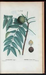 Black walnut hull, Juglans nigra. Botanical plate: Juglans nigra - Noyer à fruits noirs. (Black walnut) (NYPL b14485031-1109296)