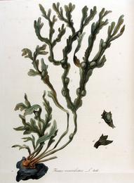 Bladderwrack, Fucus vesiculosus. Botanical plate: Fucus vesiculosus — Flora Batava — Volume v11