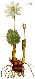 Bloodroot, Sanguinaria canadensis. Botanical plate: Sanguinaria canadensis, Curtis's-162
