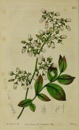 Blueberries, Vaccinium corymbosum. Botanical plate: The Botanical register consisting of coloured figures of (1815) (20393410272)