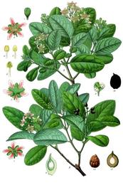 Boldo, Peumus boldus. Botanical plate: Peumus boldus - Köhler–s Medizinal-Pflanzen-104