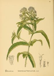Boneset, Eupatorium perfoliatum. Botanical plate: American medicinal plants; - an illustrated and descriptive guide to the American plants u
