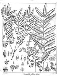 Boswellia, Boswellia serrata. Botanical plate: Boswellia glabra Govindoo