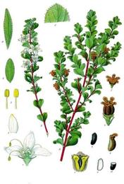 Buchu, Agathosma betulina. Botanical plate: Agathosma betulina - Köhler–s Medizinal-Pflanzen-020