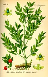 Butcher's broom, Ruscus aculeatus. Botanical plate: Illustration Ruscus aculeatus0