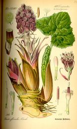Butterbur, Petasites hybridus. Botanical plate: Illustration Petasites hybridus0