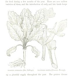 Cabbage, Brassica oleracea var. capitata. Botanical plate: 147 of 'The History of Progress in Great Britain ... With ... illustrations by William New