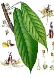 Raw cacao, Theobroma cacao. Botanical plate: Theobroma cacao - Köhler–s Medizinal-Pflanzen-136