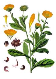 Calendula, Calendula officinalis. Botanical plate: Calendula officinalis - Köhler–s Medizinal-Pflanzen-024
