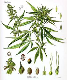 Cannabis (THC), Cannabis sativa / indica (THC). Botanical plate: Cannabis sativa Koehler drawing