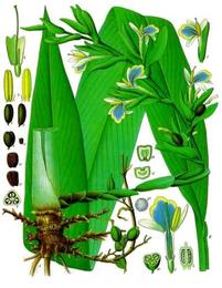 Cardamom, Elettaria cardamomum. Botanical plate: Elettaria cardamomum - Köhler–s Medizinal-Pflanzen-057