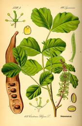 Carob, Ceratonia siliqua. Botanical plate: Illustration Ceratonia siliqua0
