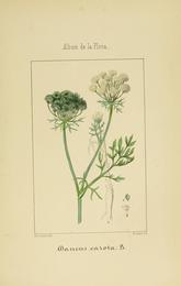 Carrots, Daucus carota. Botanical plate: Album de la flora médico-farmacéutica é industrial, indígena y exótica (Pl. 37) BHL1123850