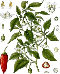 Cayenne & chili, Capsicum annuum / Capsicum frutescens. Botanical plate: Capsicum annuum - Köhler–s Medizinal-Pflanzen-027
