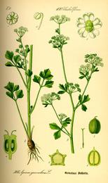 Celery & celery seed, Apium graveolens. Botanical plate: Illustration Apium graveolens0