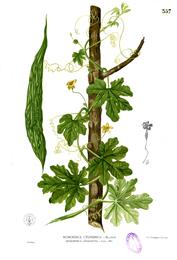 Bitter melon, Momordica charantia. Botanical plate: Momordica charantia Blanco2.357