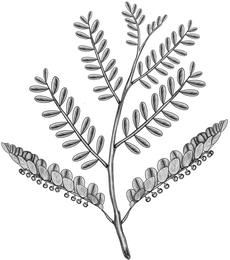 Chanca piedra, Phyllanthus niruri. Botanical plate: Phyllanthus niruri BYN