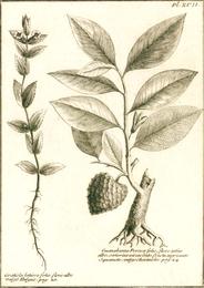 Cherimoya, Annona cherimola. Botanical plate: Louis feuillée Annona Cherimola