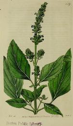 Chia seeds, Salvia hispanica. Botanical plate: The Botanical register consisting of coloured figures of (1815) (20393292762)