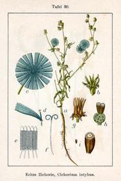 Chicory, Cichorium intybus. Botanical plate: Cichorium intybus Sturm30