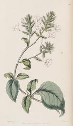 Chitrak, Plumbago zeylanica. Botanical plate: Edwards's botanical register (Plate 23) (8407947403)