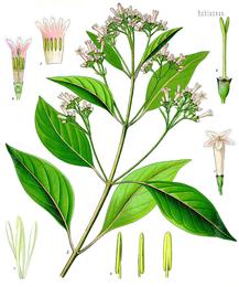 Cinchona (quinine bark), Cinchona officinalis / C. pubescens. Botanical plate: Cinchona officinalis - Köhler–s Medizinal-Pflanzen-180