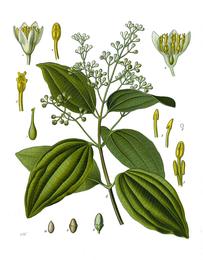 Cinnamon, Cinnamomum verum / Cinnamomum cassia. Botanical plate: Cinnamomum verum - Köhler–s Medizinal-Pflanzen-182