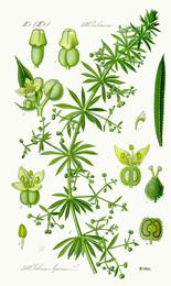 Cleavers, Galium aparine. Botanical plate: Illustration Galium aparine0