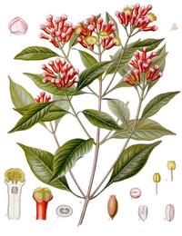 Clove, Syzygium aromaticum. Botanical plate: Syzygium aromaticum - Köhler–s Medizinal-Pflanzen-030