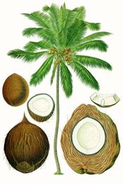 Coconut water, Cocos nucifera. Botanical plate: Cocos nucifera - Köhler–s Medizinal-Pflanzen-187