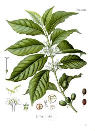 Coffee, Coffea arabica and Coffea canephora (robusta). Botanical plate: Coffea arabica - Köhler–s Medizinal-Pflanzen-189