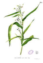 Job's tears (yi yi ren), Coix lacryma-jobi. Botanical plate: Coix lacryma-jobi Blanco1.188