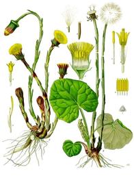 Coltsfoot, Tussilago farfara. Botanical plate: Tussilago farfara - Köhler–s Medizinal-Pflanzen-142