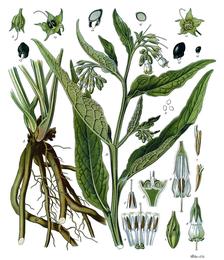 Comfrey, Symphytum officinale. Botanical plate: Symphytum officinale - Köhler–s Medizinal-Pflanzen-268