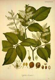 Copaiba, Copaifera officinalis / langsdorffii. Botanical plate: Köhler's Medizinal-Pflanzen in naturgetreuen Abbildungen mit kurz erläuterndem Texte (Plat