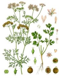Coriander and cilantro, Coriandrum sativum. Botanical plate: Coriandrum sativum - Köhler–s Medizinal-Pflanzen-193