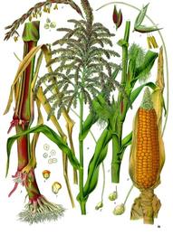 Corn silk, Zea mays. Botanical plate: Zea mays - Köhler–s Medizinal-Pflanzen-283