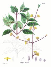 Cornelian cherry fruit, Cornus officinalis. Botanical plate: Cornus officinalis SZ50