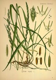 Couch grass, Elymus repens. Botanical plate: Köhler's Medizinal-Pflanzen in naturgetreuen Abbildungen mit kurz erläuterndem Texte (Plat