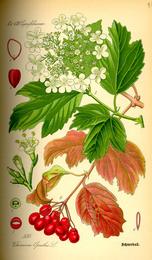 Cramp bark, Viburnum opulus. Botanical plate: Illustration Viburnum opulus0