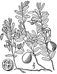 Cranberry, Vaccinium macrocarpon. Botanical plate: Vaccinium macrocarpon (as Oxycoccus macrocarpus) BB-1913