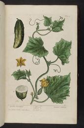 Cucumber, Cucumis sativus. Botanical plate: A curious herbal (Plate 4) BHL296133