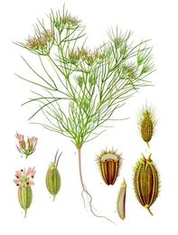 Cumin, Cuminum cyminum. Botanical plate: Cuminum cyminum - Köhler–s Medizinal-Pflanzen-198