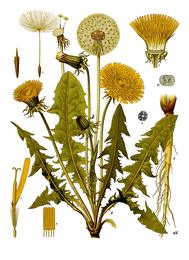 Dandelion, Taraxacum officinale. Botanical plate: Taraxacum officinale - Köhler–s Medizinal-Pflanzen-135