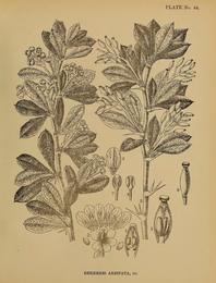 Daruharidra, Berberis aristata. Botanical plate: Indian Medicinal Plants (Plates Vol 1) (page 123 crop)