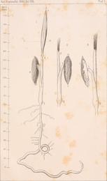 Dates, Phoenix dactylifera. Botanical plate: Botanisches Centralblatt. Bd. 008, 1881 - Tafel 1 - Phoenix dactylifera (20215172030)